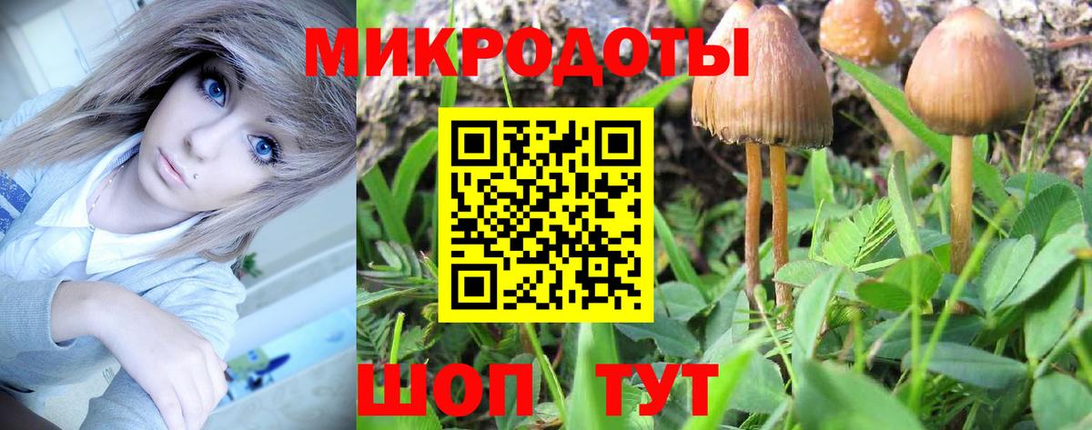 Псилоцибиновые грибы мицелий Владикавказ